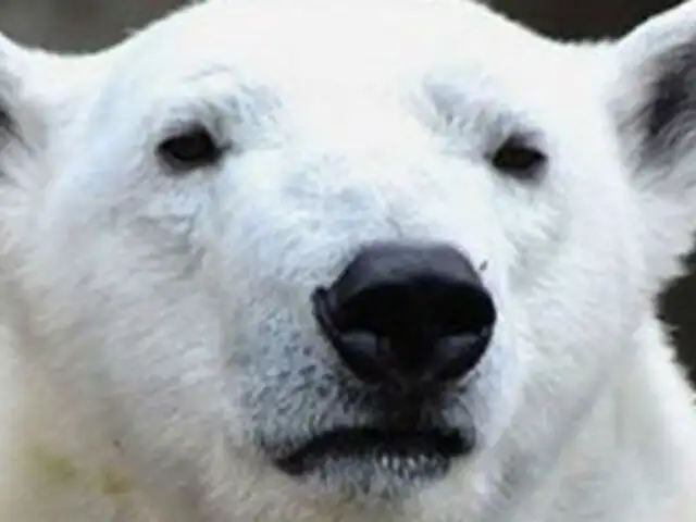 Ola de frío en Estados Unidos comienza a afectar a osos polares