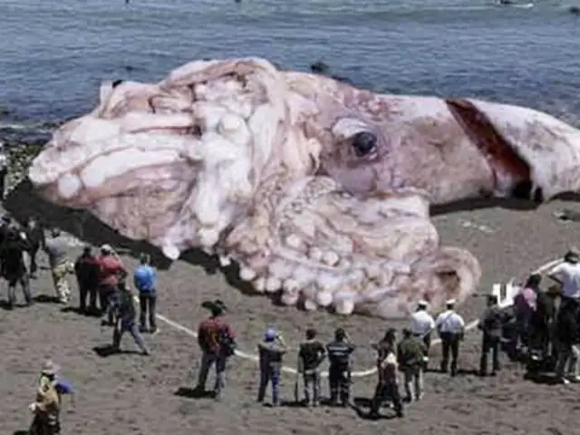EEUU: Fotografía de un calamar gigante crea polémica en las redes