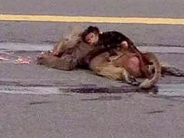 Imagen de un mono abrazado a su madre muerta conmueve a Arabia