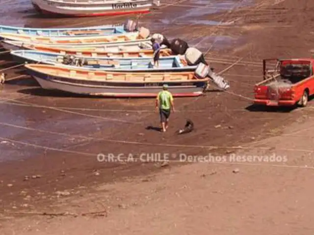 Impactantes imágenes: pescadores chilenos matan con palos a lobo marino