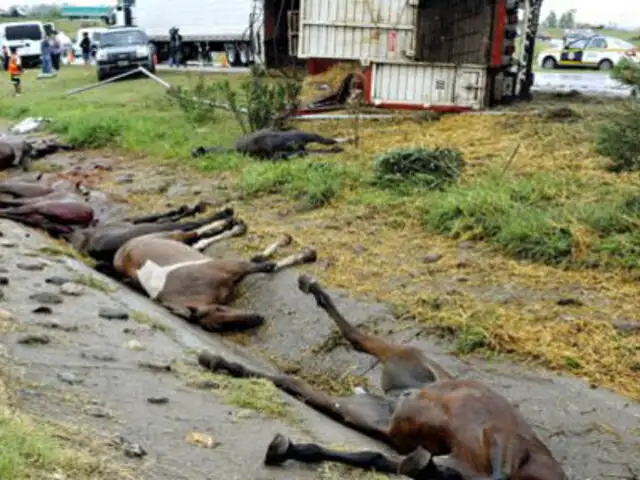 Argentina: mueren diez caballos luego de volcarse camión que los trasladaba