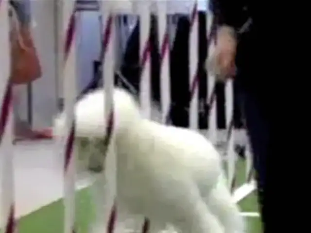 Nueva York: 140 canes competirán en concurso más importante del mundo