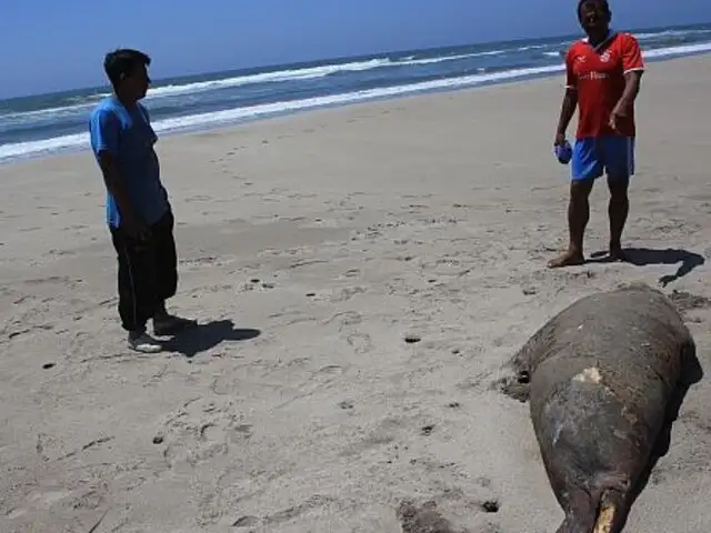 Afirman que pescadores en Piura envenenan a delfines y lobos marinos