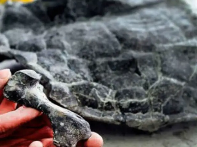 Científicos descubren en Portugal una tortuga jurásica de 140 millones años