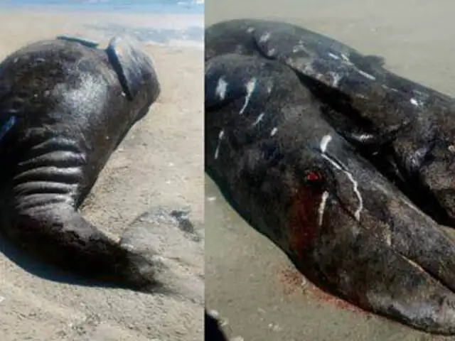México: encuentran siameses de ballena gris unidos por el vientre