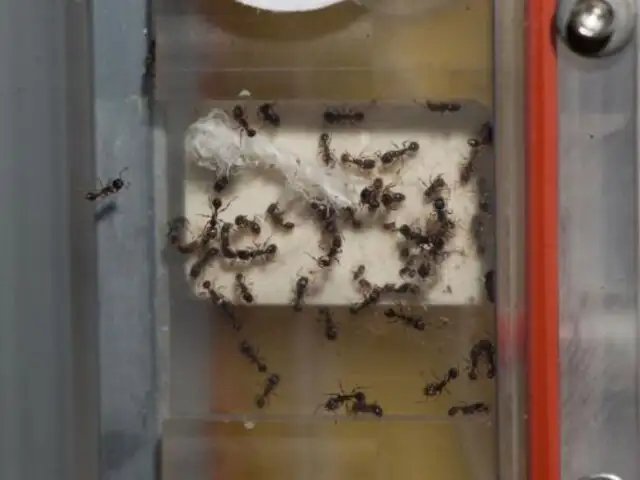 FOTOS: cientos de hormigas invaden Estación Espacial Internacional