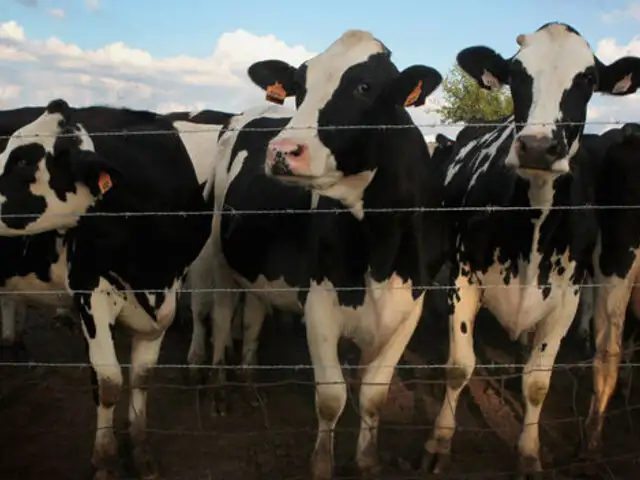 Gases intestinales de casi 100 vacas hacen explotar un establo de Alemania