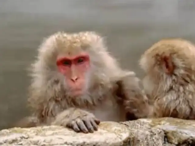 Monos japoneses se protegen del intenso frío bañándose en aguas termales