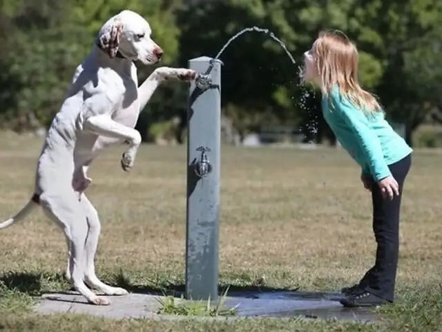 FOTOS: los 15 perros que demuestran porqué son los mejores amigos del hombre