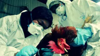 China detecta primer caso mundial de gripe aviar H10N3 en humanos