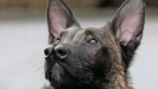 FOTOS: ‘Snuffles’, el perro que nadie quiere adoptar porque tiene dos narices
