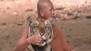 VIDEO: Monjes budistas conviven con 120 tigres indochinos