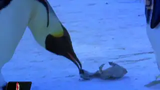 VIDEO: conmovedor llanto de mamá pingüino al ver a su cría muerta y congelada