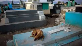 Murió ‘Calafate’, el perro que vivió 9 años junto a la tumba de su dueño