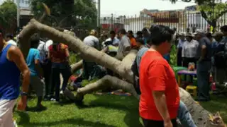 Un hongo habría ocasionado el debilitamiento y caída de árbol en Miraflores