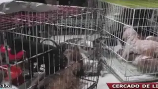Rescatan a cachorros y gatos que eran vendidos ilegalmente en Jr. Ayacucho