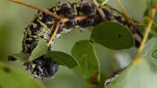 Conoce los siete insectos que podrían salvar al planeta de la hambruna