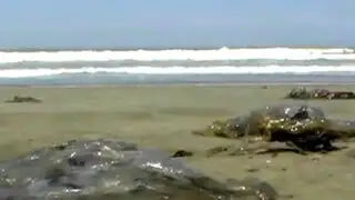 Decenas de malaguas aparecen varadas en playas de Chiclayo