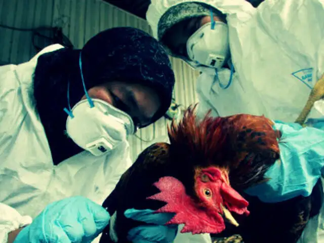 Reportan la muerte de 22 personas por nueva cepa de gripe aviar en China