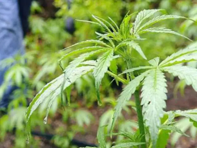 Uruguay: inician talleres para aprender a cultivar marihuana