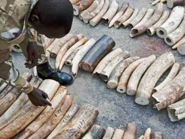Francia: destruyen tres toneladas de marfil en protesta por caza de elefantes