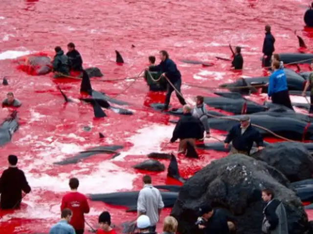 Cientos de delfines y ballenas mueren en horrorosa tradición danesa
