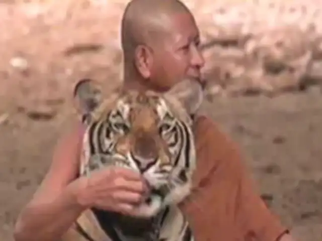 VIDEO: Monjes budistas conviven con 120 tigres indochinos