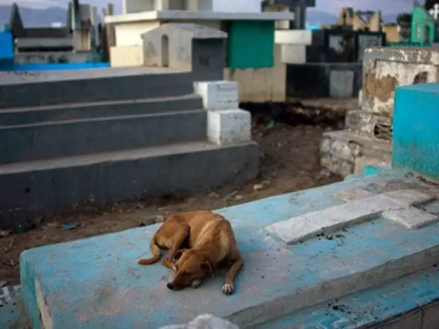 Murió ‘Calafate’, el perro que vivió 9 años junto a la tumba de su dueño