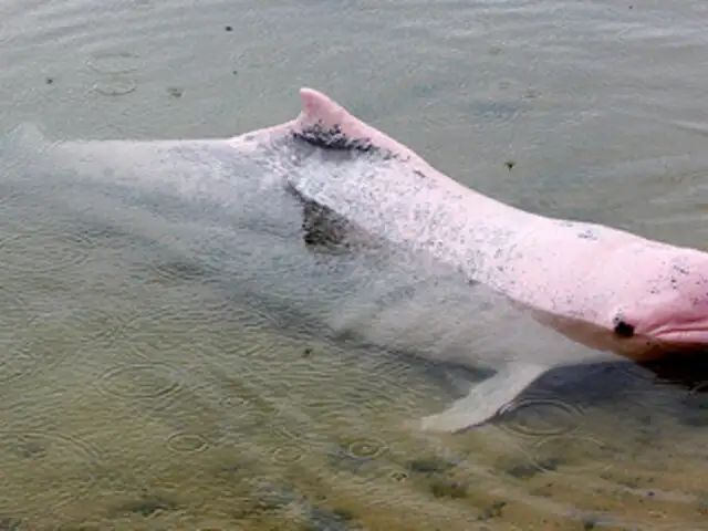 Delfines rosados del Amazonas en riesgo por su uso como carnada