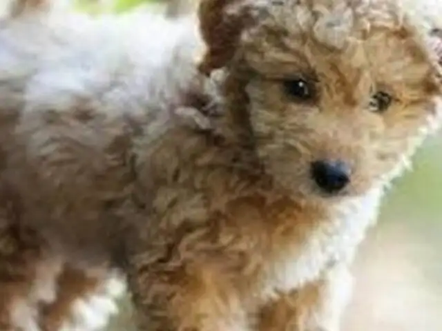 Científicos estadounidenses crean un perro que será cachorro toda su vida