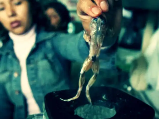 Sapos por ranas: inescrupulosos comerciantes ponen en riesgo su salud