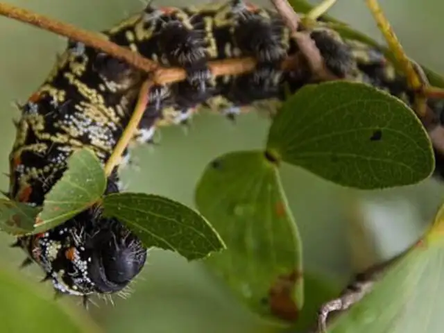 Conoce los siete insectos que podrían salvar al planeta de la hambruna