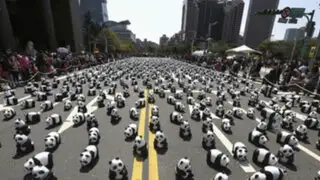 VIDEO: Pandas gigantes en peligro de extinción invaden calle de Taiwan