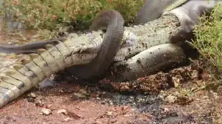 Serpiente que se comió a un cocodrilo no necesitará alimentarse en dos meses