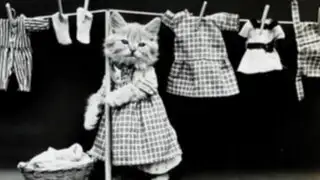 Adorables fotos: primer álbum de gatos con ropa cumple 100 años