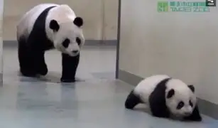 VIDEO: osito panda no quiere dormir y se escapa de su mamá para irse a jugar