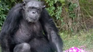 Muere chimpancé Karla, una de las más antiguas inquilinas del Parque de las Leyendas