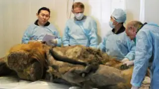 Científicos muy cerca de clonar el primer mamut de la historia
