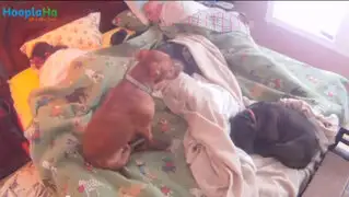 Pareja que tiene 8 perros muestra su día a día en sorprendente video