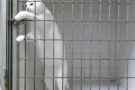 ‘Gato escapista’: conoce al felino que sorprende por abrir cualquier jaula