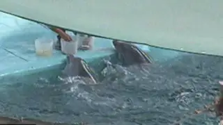VIDEO: Delfines Yaku y Wayra viven en completo abandono hace tres años