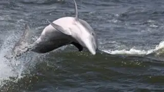 Canadá: más de 30 delfines murieron tras quedar atrapados en el hielo