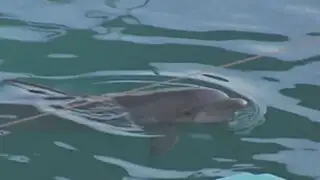 Animalistas marcharán por situación de delfines Yaku y Wayra