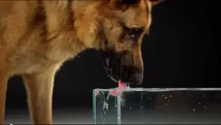VIDEO: mira el secreto de los perros para beber agua usando la lengua