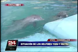 Cuidadores de Yaku y Wayra niegan que delfines vivan en malas condiciones