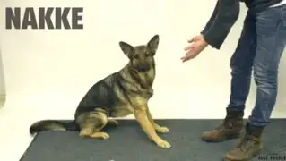 VIDEO: ¿cómo reaccionan los perros al ver trucos de magia?