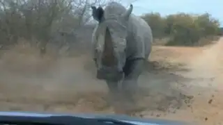 Joven sufre ataque de rinoceronte mientras conduce su vehículo