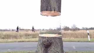 Increíble ilusión óptica hace que un árbol 'flote' en el aire
