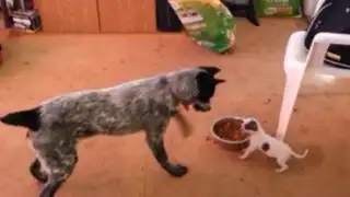 Valiente cachorro se enfrenta a perro adulto por defender su plato de comida