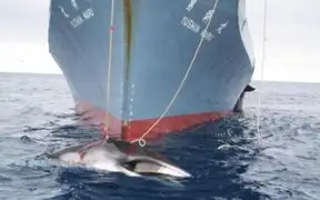 Corte de La Haya ordena a Japón detener caza de ballenas en la Antártida